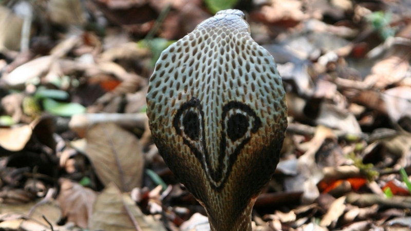 La vita segreta del re cobra: Guida TV  - TV Sorrisi e Canzoni