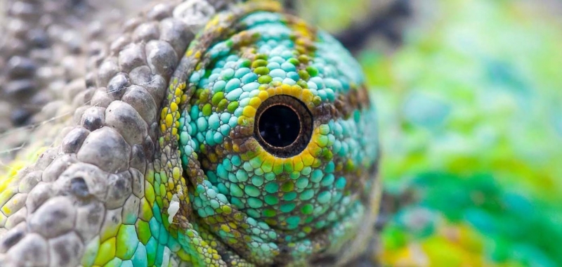 Animali fuori posto: Guida TV  - TV Sorrisi e Canzoni