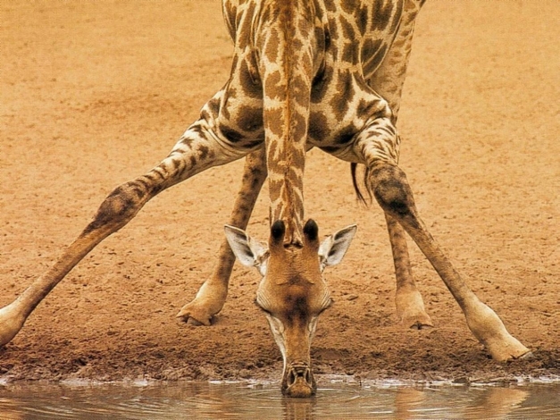 Giraffe: sull'orlo dell'estinzione: Guida TV  - TV Sorrisi e Canzoni