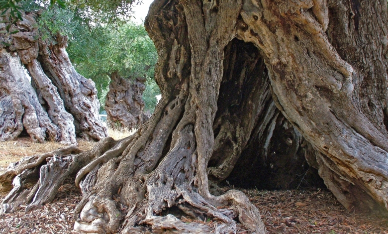 Tree Stories: Guida TV  - TV Sorrisi e Canzoni