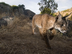 Wild Iberia: Guida TV  - TV Sorrisi e Canzoni