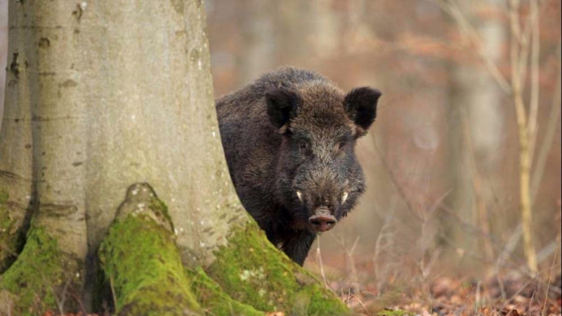 Hogzilla: sangue nei boschi: Guida TV  - TV Sorrisi e Canzoni