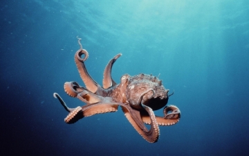 Misteri in fondo al mare: Guida TV  - TV Sorrisi e Canzoni