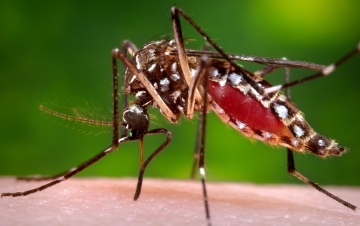 Mosquito - Piaga letale: Guida TV  - TV Sorrisi e Canzoni