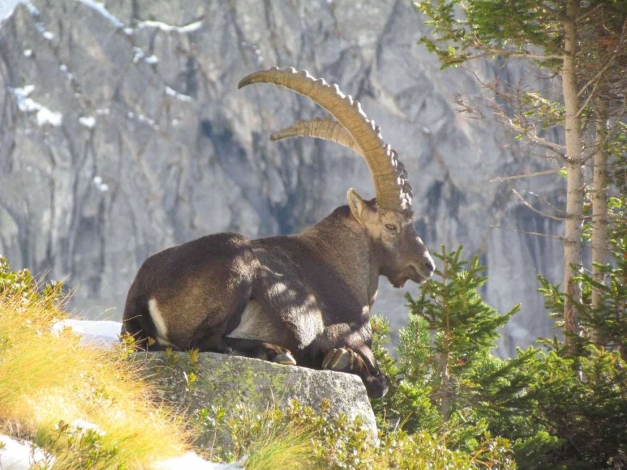 Wild Italy: Guida TV  - TV Sorrisi e Canzoni