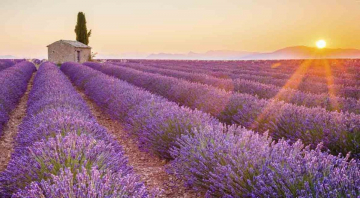 Wild France: Guida TV  - TV Sorrisi e Canzoni