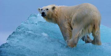 Operazione iceberg: Guida TV  - TV Sorrisi e Canzoni