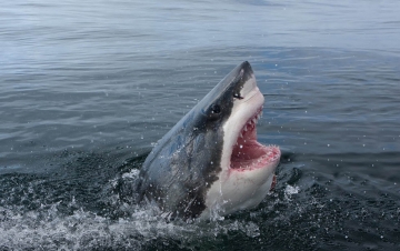 Sharks And The City: New York: Guida TV  - TV Sorrisi e Canzoni