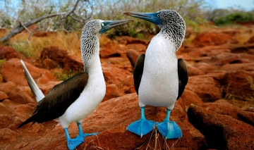 Galapagos: Le origini: Guida TV  - TV Sorrisi e Canzoni