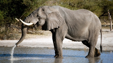 Elefante: il re del Kalahari: Guida TV  - TV Sorrisi e Canzoni