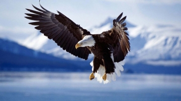 Planet Earth - I Diari: Guida TV  - TV Sorrisi e Canzoni