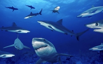Gli squali più pericolosi del mondo: Guida TV  - TV Sorrisi e Canzoni