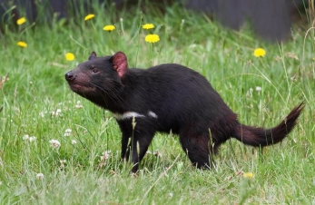Il diavolo della Tasmania: Guida TV  - TV Sorrisi e Canzoni