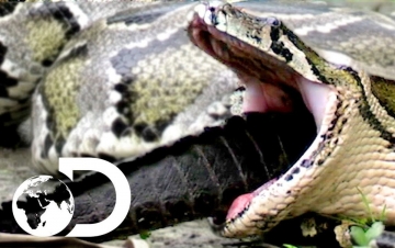 Mangiatori di uomini: il pitone di Sulawesi: Guida TV  - TV Sorrisi e Canzoni