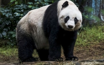 È nato un Panda: un anno dopo: Guida TV  - TV Sorrisi e Canzoni