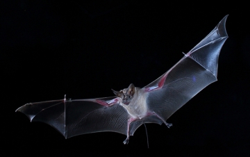 Pipistrelli: cavalieri oscuri: Guida TV  - TV Sorrisi e Canzoni