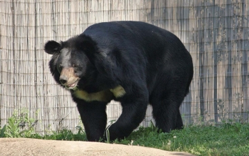 L'orso tibetano. Verso la libertà: Guida TV  - TV Sorrisi e Canzoni
