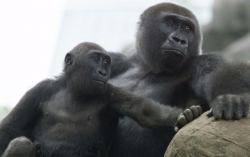 Baby Animals: Guida TV  - TV Sorrisi e Canzoni