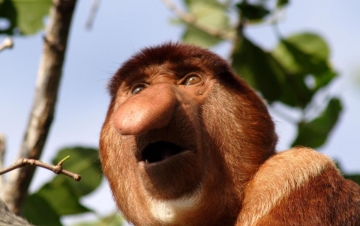 Wild Tabù - Facce bizzarre: Guida TV  - TV Sorrisi e Canzoni