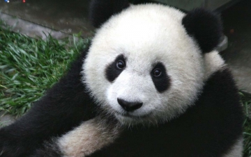 Pandamonium: speciale terremoto: Guida TV  - TV Sorrisi e Canzoni