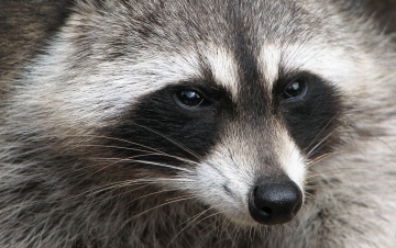 Animali fuorilegge: Guida TV  - TV Sorrisi e Canzoni