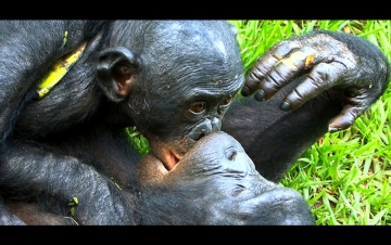 Wild Tabù - Docili e strani: Guida TV  - TV Sorrisi e Canzoni