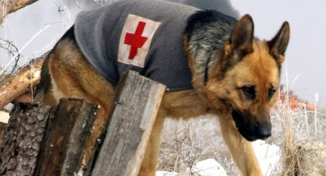 Rin Tin Tin: Guida TV  - TV Sorrisi e Canzoni