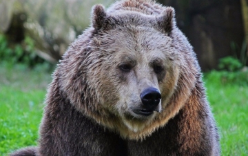 Wild Italy: Guida TV  - TV Sorrisi e Canzoni