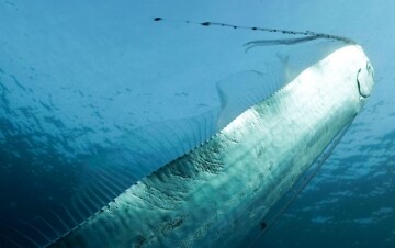 La leggenda del serpente marino: Guida TV  - TV Sorrisi e Canzoni
