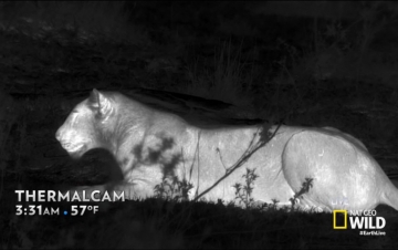 Leoni: i segreti del branco: Guida TV  - TV Sorrisi e Canzoni