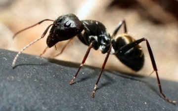 Ants! Vita segreta delle formiche: Guida TV  - TV Sorrisi e Canzoni