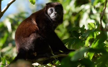 Monkeys. Il Pianeta Dei Primati: Guida TV  - TV Sorrisi e Canzoni