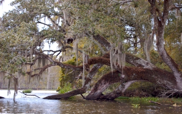 Mississippi, il lento fiume americano: Guida TV  - TV Sorrisi e Canzoni