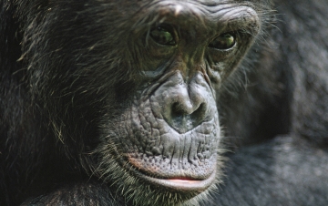 Human Ape: Guida TV  - TV Sorrisi e Canzoni