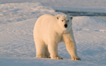 Siberia inesplorata: Guida TV  - TV Sorrisi e Canzoni