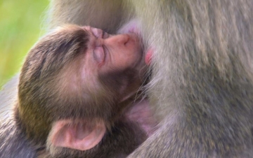 Baby Animals - Sempre insieme: Guida TV  - TV Sorrisi e Canzoni