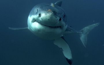 Sharks And The City: Los Angeles: Guida TV  - TV Sorrisi e Canzoni