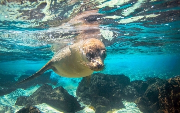 Alla Ricerca Delle Galapagos: Guida TV  - TV Sorrisi e Canzoni