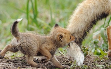 Baby Animals: Guida TV  - TV Sorrisi e Canzoni