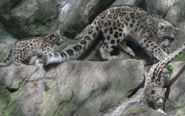 Afghanistan: Il regno del leopardo: Guida TV  - TV Sorrisi e Canzoni