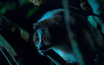 Wild Vietnam: Guida TV  - TV Sorrisi e Canzoni