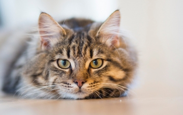Sette vite da gatto: Guida TV  - TV Sorrisi e Canzoni