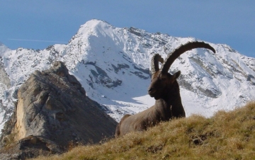 Alpi Selvagge: Guida TV  - TV Sorrisi e Canzoni