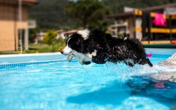 Vita Segreta Degli Animali Domestici: Guida TV  - TV Sorrisi e Canzoni