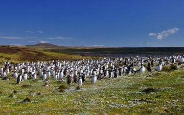 Le Falkland: Guida TV  - TV Sorrisi e Canzoni