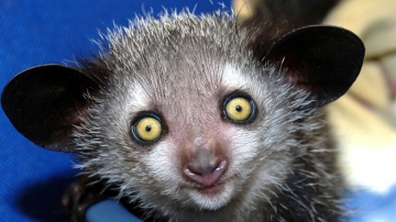 Terra di Gremlins: Guida TV  - TV Sorrisi e Canzoni