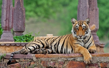 La tigre leggendaria: Guida TV  - TV Sorrisi e Canzoni