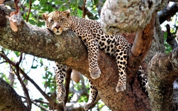 African Cat - Le avventure: Guida TV  - TV Sorrisi e Canzoni