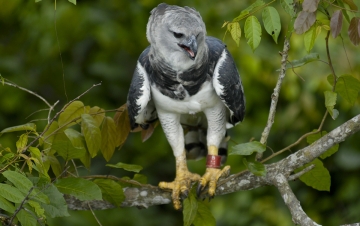 Brazil. A Natural History: Guida TV  - TV Sorrisi e Canzoni