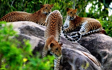 Wild Sri Lanka: Guida TV  - TV Sorrisi e Canzoni